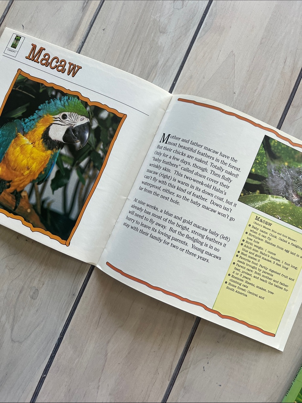 Rain Forest Book Bundle: The Great Kapok Tree, Rainforest Animals and Babies - Picture 6 of 8